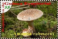 Briefmarke