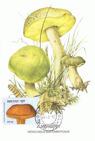 Maximumkarte
