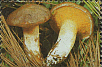 illustriertes Leerfeld