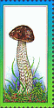 illustriertes Leerfeld