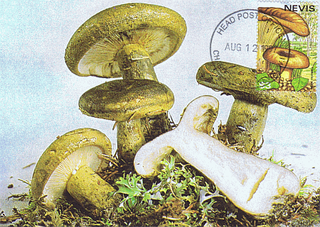 Maximumkarte