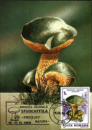 Maximumkarte