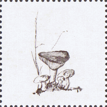 illustriertes Leerfeld