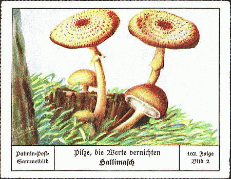 Reklamebild