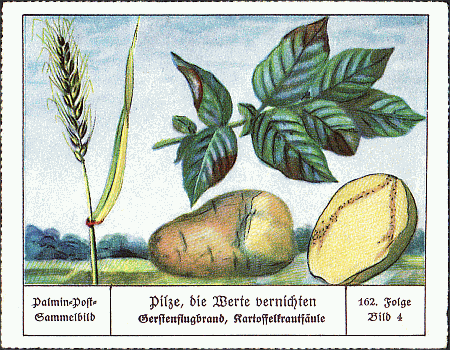 Reklamebild