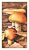 Reklamebild
