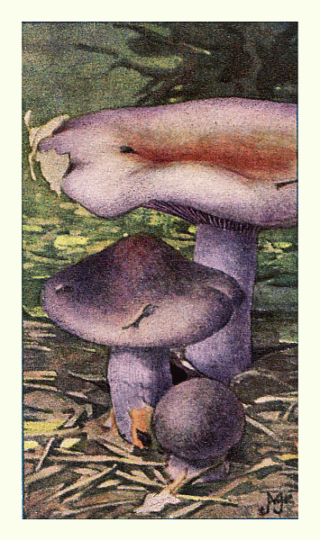 Reklamebild