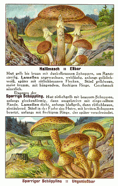 Reklamebild
