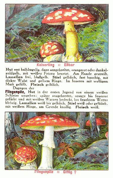 Reklamebild