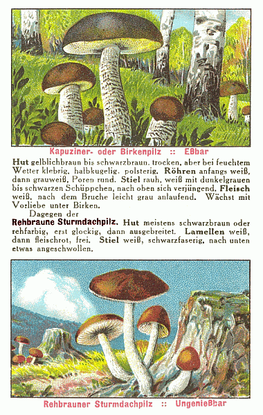 Reklamebild