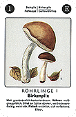 Spielkarte