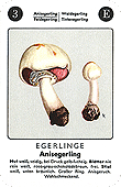 Spielkarte