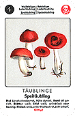 Spielkarte