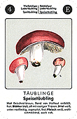 Spielkarte