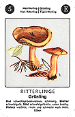 Spielkarte