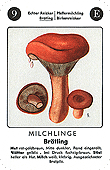 Spielkarte