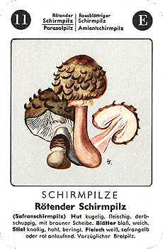 Spielkarte