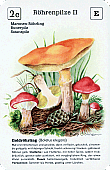 Spielkarte