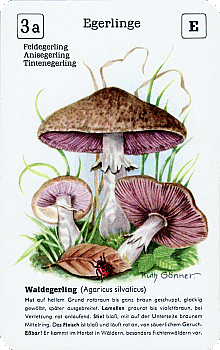 Spielkarte