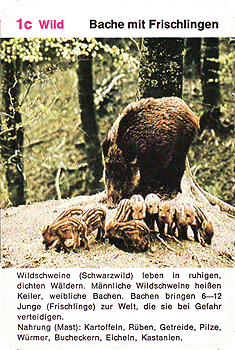 Spielkarte