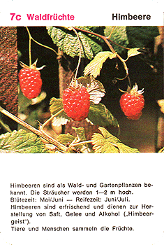 Spielkarte