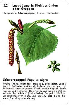 Spielkarte