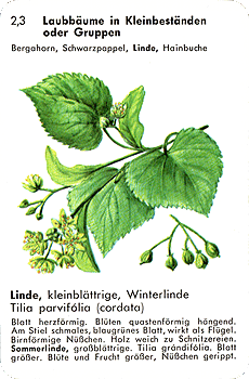 Spielkarte