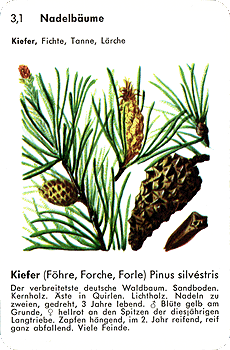 Spielkarte