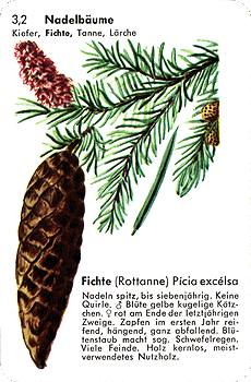 Spielkarte
