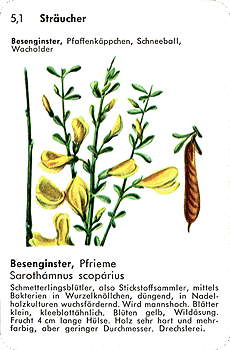 Spielkarte