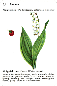 Spielkarte