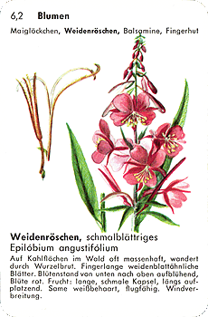 Spielkarte