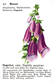 Spielkarte