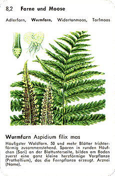 Spielkarte