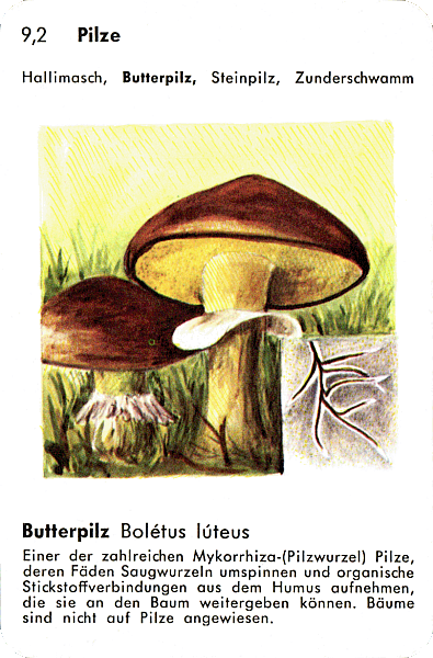 Spielkarte