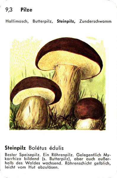 Spielkarte