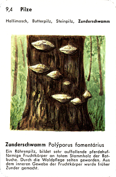 Spielkarte