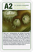 Spielkarte
