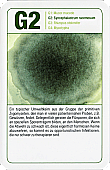 Spielkarte