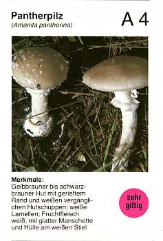Spielkarte