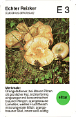 Spielkarte