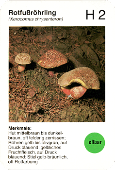 Spielkarte