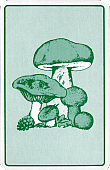 R&uuml;ckseite