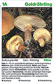 Spielkarte