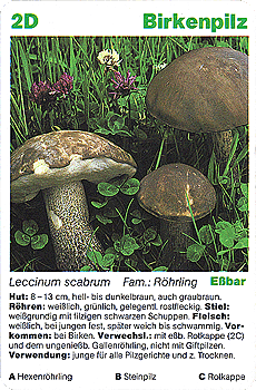 Spielkarte