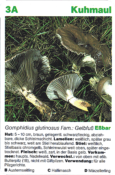 Spielkarte