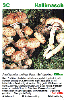 Spielkarte