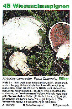Spielkarte