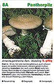 Spielkarte