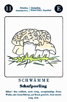 Spielkarte